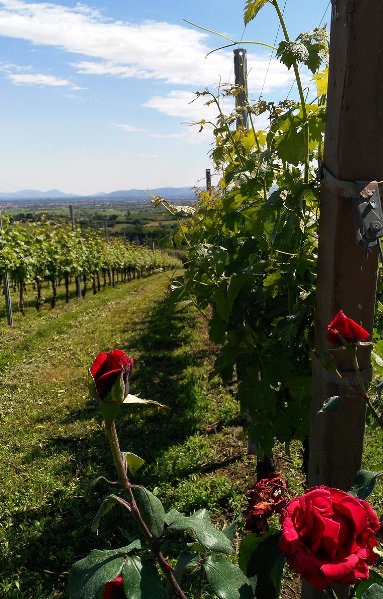 Ca' Biasi cantina vini - Chi siamo